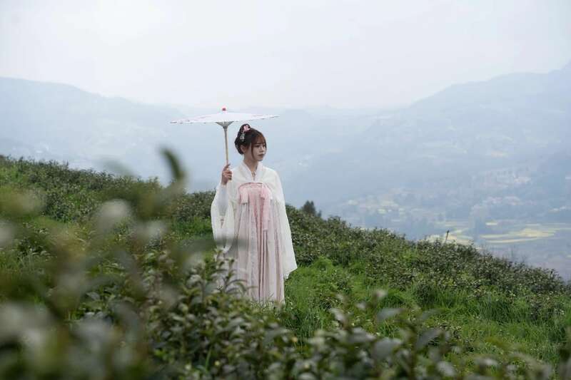 市女摄协：镜头下的茶香之旅