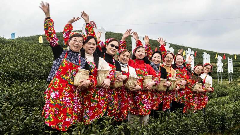 市女摄协：镜头下的茶香之旅