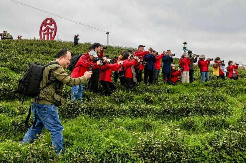 市女摄协：镜头下的茶香之旅