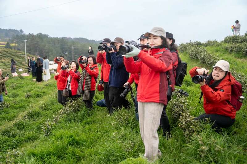 市女摄协：镜头下的茶香之旅