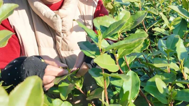 安徽郎溪：早茶抢“鲜”开采 茶农与时间赛跑