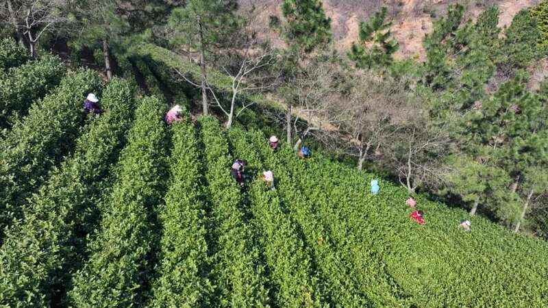 安徽郎溪：早茶抢“鲜”开采 茶农与时间赛跑