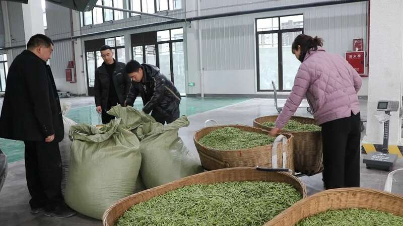 名山区首条新茶饮原料生产线投产 赋能茶产业转型升级