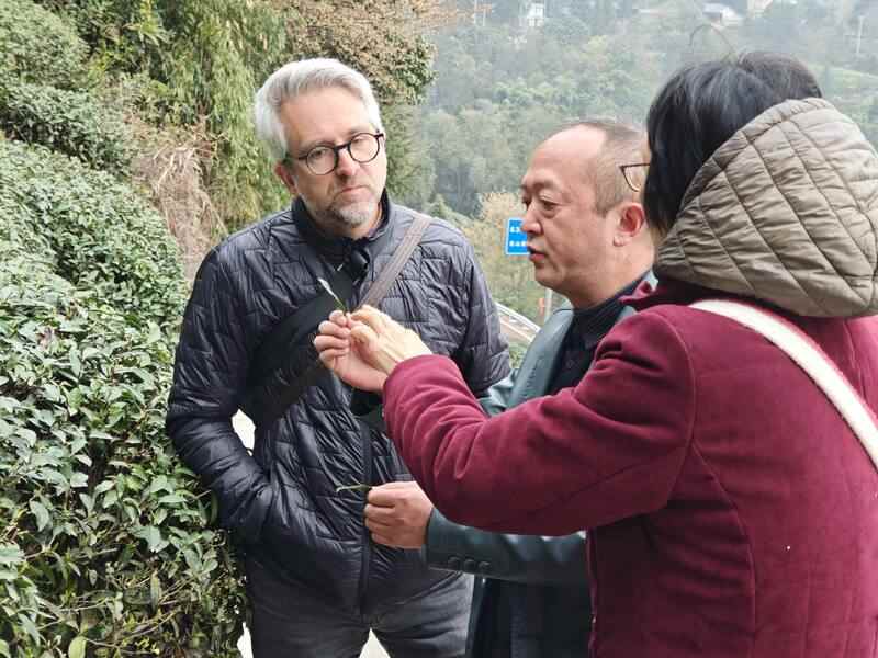 合作十五载再访仙茶故里 加拿大客商盛赞蒙顶山茶魅力