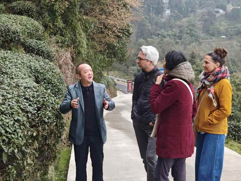 合作十五载再访仙茶故里 加拿大客商盛赞蒙顶山茶魅力