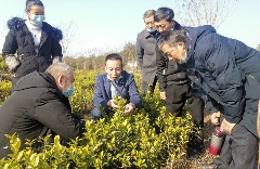 古韵贡茶氤氲新 ——探寻广元千年茶脉之二