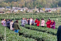古韵贡茶氤氲新 ——探寻广元千年茶脉之二