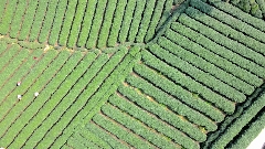 一叶载古今 “三茶”融万象——雅安茶产业发展综述