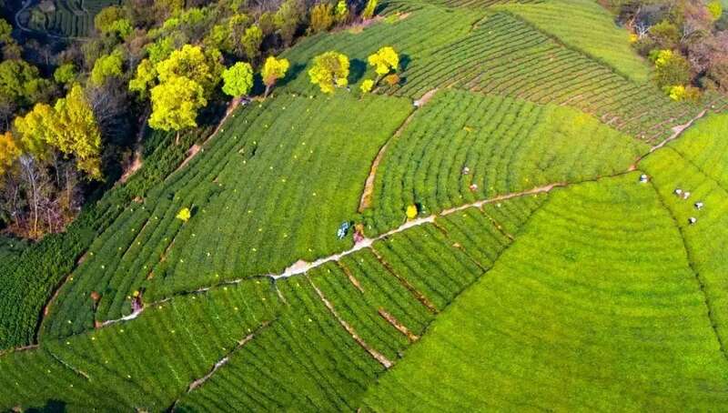 30万亩福鼎白茶开采