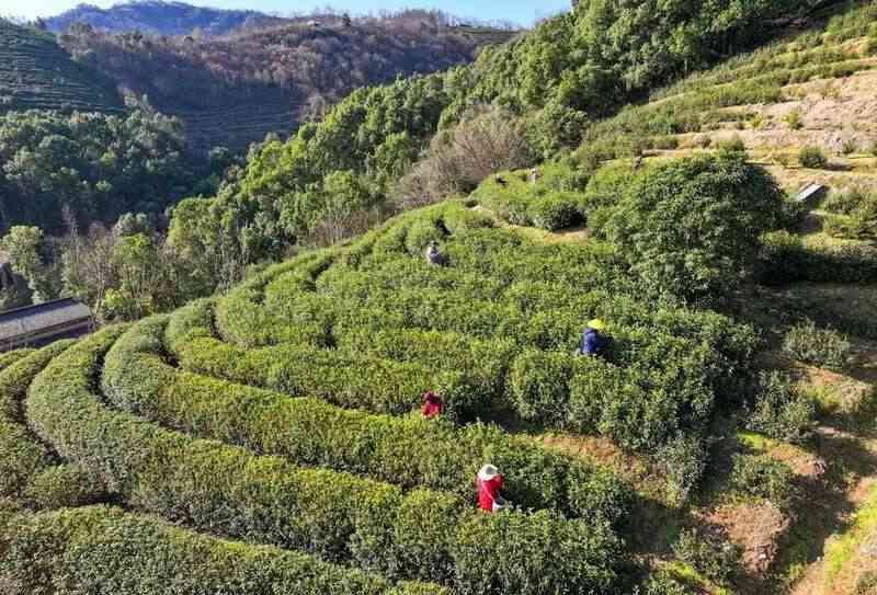 安徽庐江：明前茶开始采摘