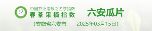 2025春茶季：洞庭山碧螺春开采