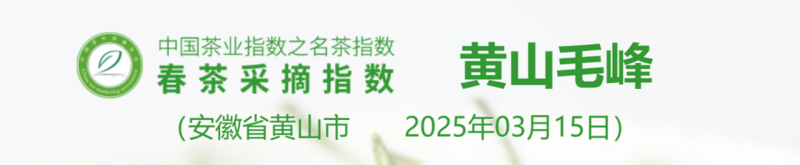 2025春茶季：洞庭山碧螺春开采