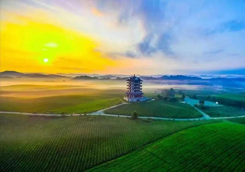 挺进“新”赛道，遵义“新茶饮革命”底气何在？