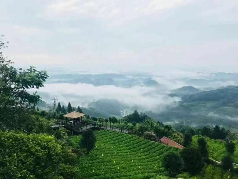 挺进“新”赛道，遵义“新茶饮革命”底气何在？