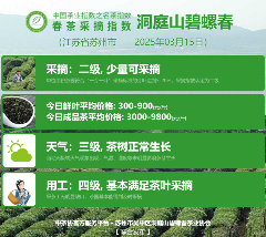 2025春茶季：洞庭山碧螺春开采