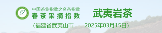 2025春茶季：洞庭山碧螺春开采
