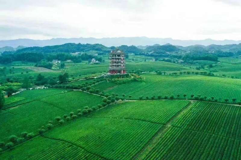 挺进“新”赛道，遵义“新茶饮革命”底气何在？