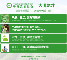 2025春茶季：洞庭山碧螺春开采