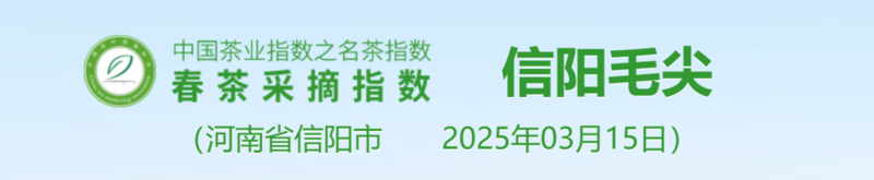 2025春茶季：洞庭山碧螺春开采