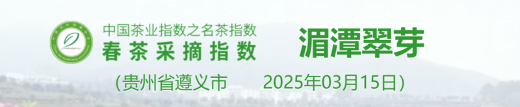 2025春茶季：洞庭山碧螺春开采
