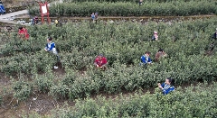 春茶飘香富羌山 北川9.5万亩茶园迎