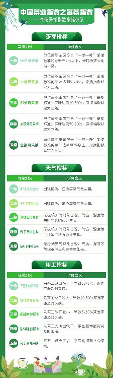 2025春茶季：洞庭山碧螺春开采