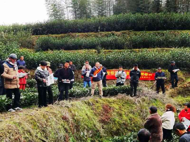 吹响春茶生产号角 铸就春茶品质“金招牌”