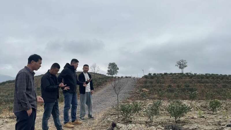 吹响春茶生产号角 铸就春茶品质“金招牌”