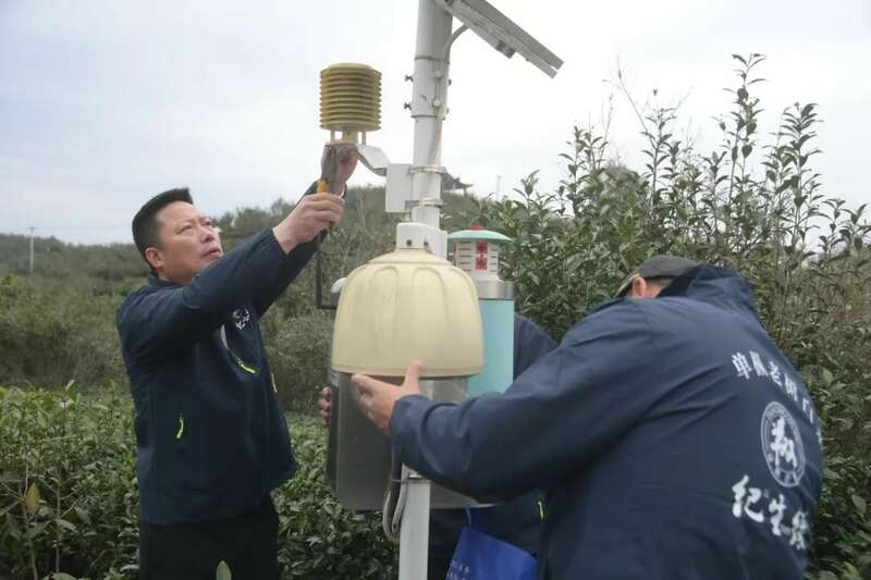 吹响春茶生产号角 铸就春茶品质“金招牌”