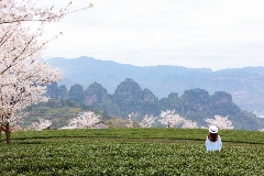 2024中国地理标志农产品区域公用品牌声誉前100位公布，龙井茶位列第一