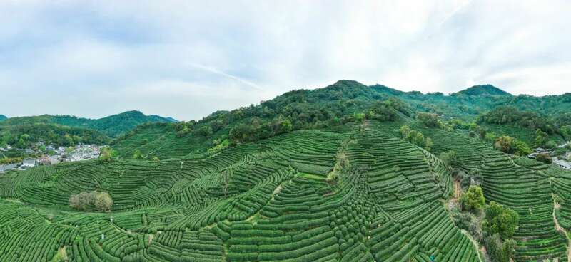 国展定档！第七届国际茶博会将于5月21-25日举办