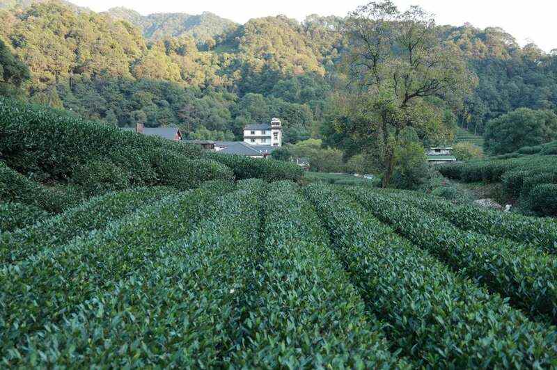 杭州官宣：西湖龙井茶3月20日开采