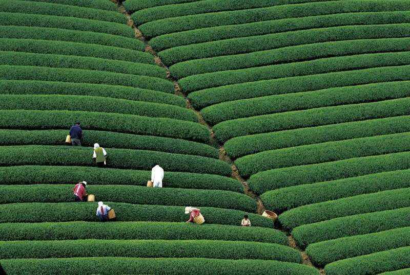 杭州官宣：西湖龙井茶3月20日开采