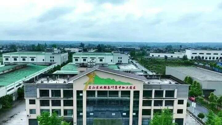 名山区北部(黑竹)茶叶集中加工园区茶叶生产忙