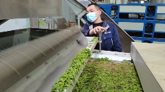 名山区北部(黑竹)茶叶集中加工园区茶叶生产忙