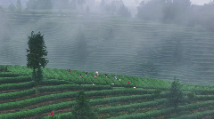 每一口蒙顶山茶，都藏着高山云雾秘境的春日惊喜！