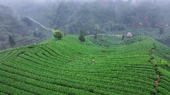 每一口蒙顶山茶，都藏着高山云雾秘境的春日惊喜！