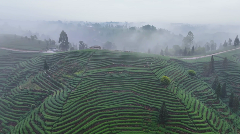 每一口蒙顶山茶，都藏着高山云雾秘境的春日惊喜！