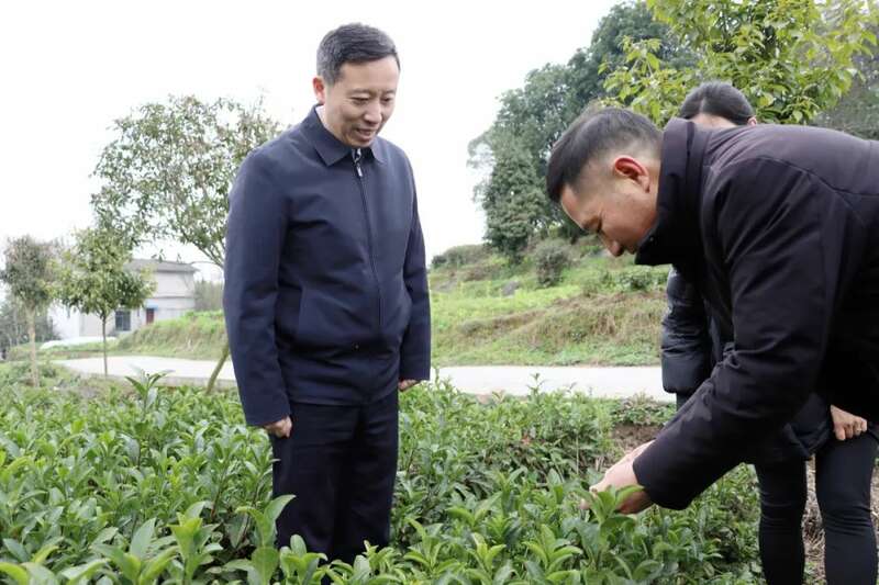 黄东调研茶产业发展工作