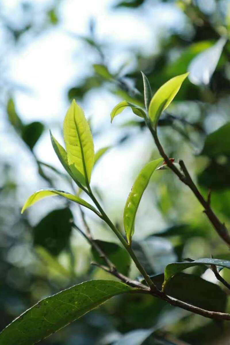 还原本味见实力，老同志福肖纪新品