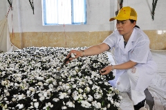 又一人！获评“中国制茶大师”！