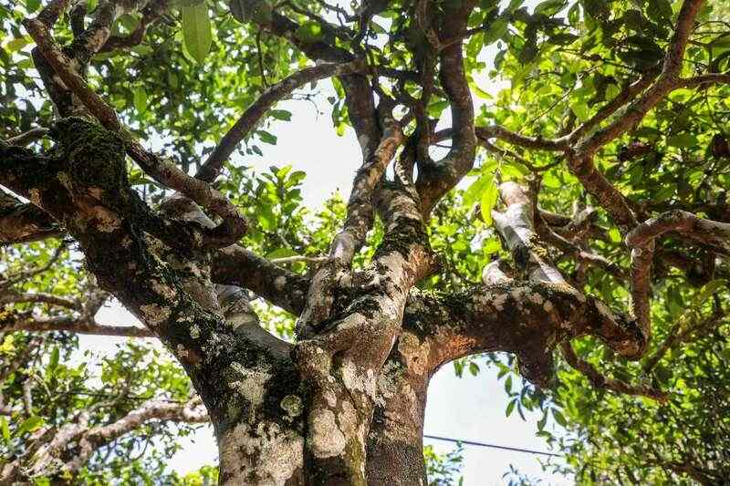 一代传奇 大益普洱方茶升级再现，今日到货上市！