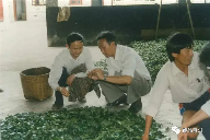 7581熟茶传奇：昆明茶厂经典普洱茶的诞生与发展历程