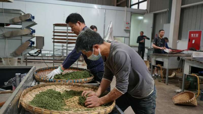 名山区春茶生产进入旺季 红星镇茶企抢