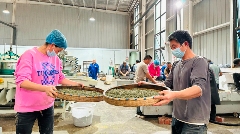 名山区春茶生产进入旺季 红星镇茶企抢