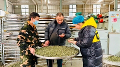 名山区春茶生产进入旺季 红星镇茶企抢