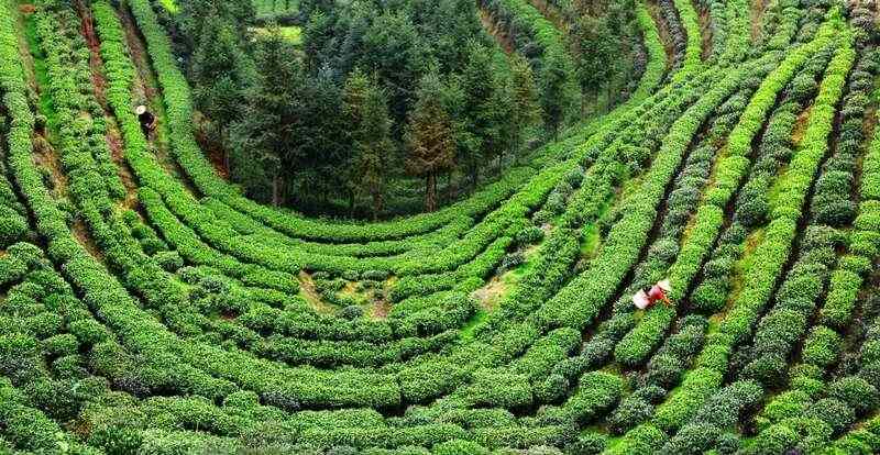 重要市场信号！2025年茶青量价趋势前瞻