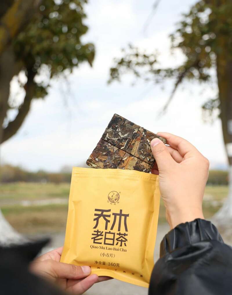 下关乔木老白茶 风起春意，适饮白茶