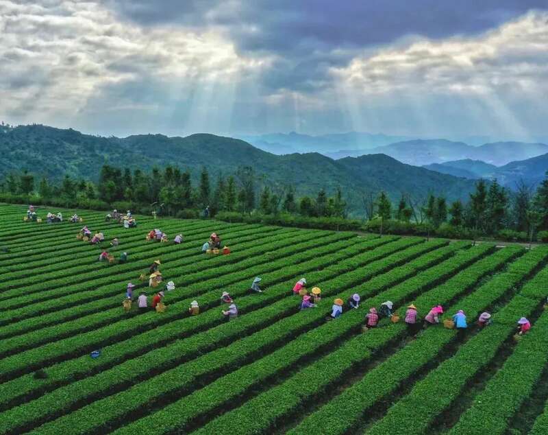 优秀！安溪县茶业入选全国典型案例