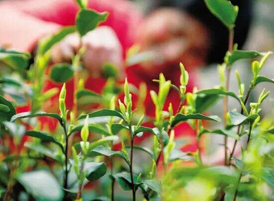 想要直播间卖春茶爆单？deepseek这样说